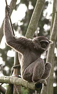 Silvery gibbon (Hylobates moloch)