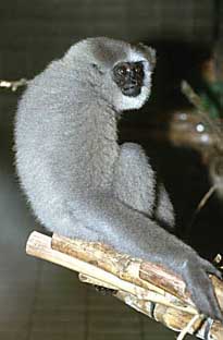 Silvery gibbon (Hylobates moloch)