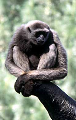 Mueller's gibbon (Hylobates muelleri)