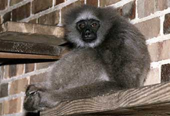 Mueller's gibbon (Hylobates muelleri)