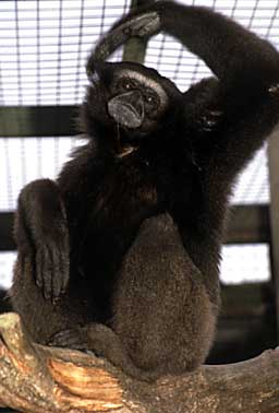 Mueller's gibbon (Hylobates muelleri)