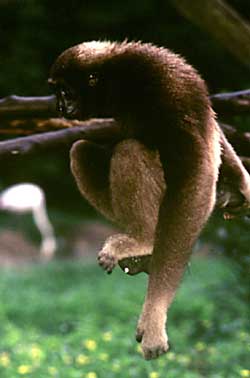 Mueller's gibbon (Hylobates muelleri)