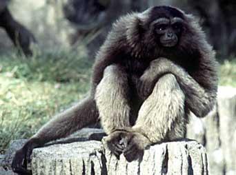 Mueller's gibbon (Hylobates muelleri)