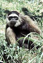 Mueller's gibbon (Hylobates muelleri)