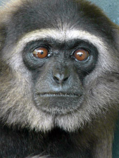 Mueller's gibbon (Hylobates muelleri)