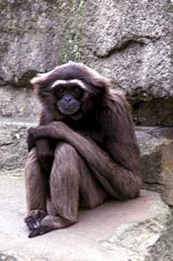 Mueller's gibbon (Hylobates muelleri)