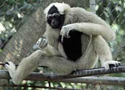 Pileated gibbon (Hylobates pileatus)