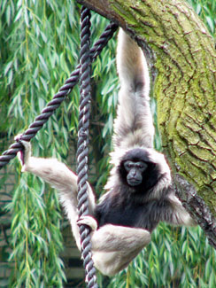 Pileated gibbon (Hylobates pileatus)