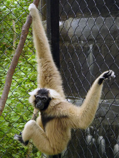 Pileated gibbon (Hylobates pileatus)