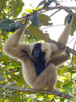 Pileated gibbon (Hylobates pileatus)