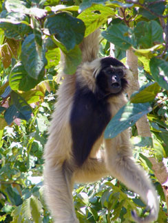 Pileated gibbon (Hylobates pileatus)