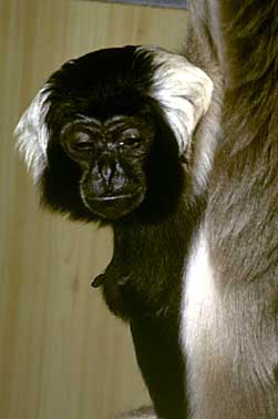 Pileated gibbon (Hylobates pileatus)