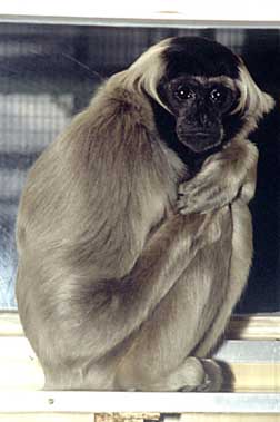 Pileated gibbon (Hylobates pileatus)