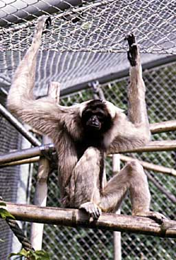 Pileated gibbon (Hylobates pileatus)