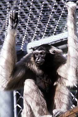 Pileated gibbon (Hylobates pileatus)