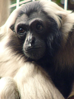 Pileated gibbon (Hylobates pileatus)