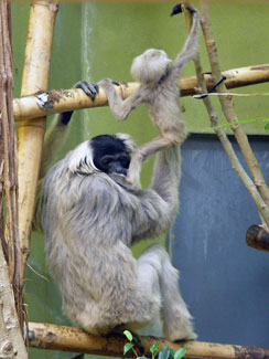 Pileated gibbon (Hylobates pileatus)