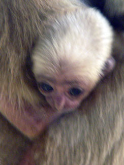 Pileated gibbon (Hylobates pileatus)