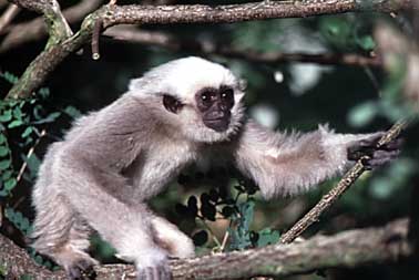 Pileated gibbon (Hylobates pileatus)