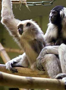 Pileated gibbon (Hylobates pileatus)