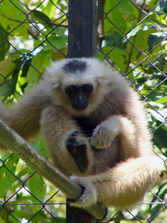 Pileated gibbon (Hylobates pileatus)