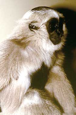 Pileated gibbon (Hylobates pileatus)