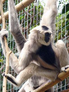 Pileated gibbon (Hylobates pileatus)