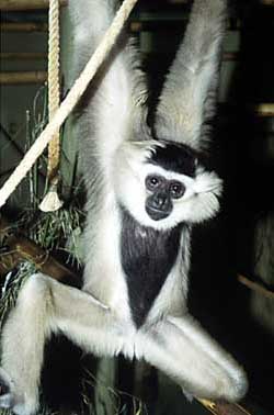 Pileated gibbon (Hylobates pileatus)