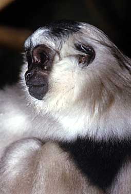 Pileated gibbon (Hylobates pileatus)