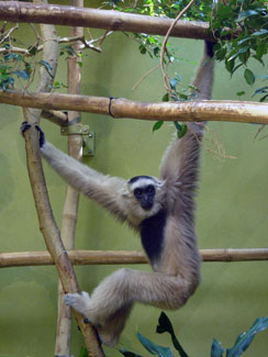 Pileated gibbon (Hylobates pileatus)