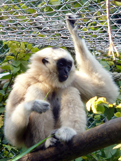 Pileated gibbon (Hylobates pileatus)