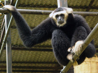 Pileated gibbon (Hylobates pileatus)