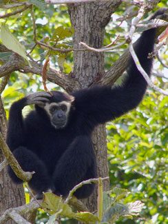 Pileated gibbon (Hylobates pileatus)