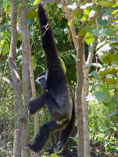 Pileated gibbon (Hylobates pileatus)