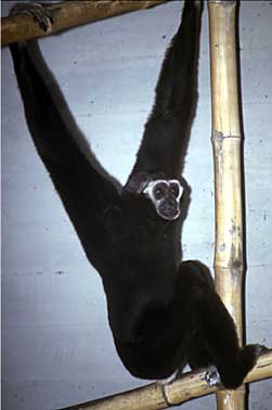 Pileated gibbon (Hylobates pileatus)