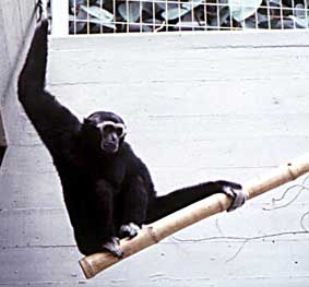 Pileated gibbon (Hylobates pileatus)