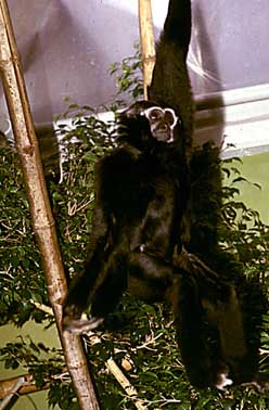 Pileated gibbon (Hylobates pileatus)