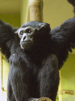 Pileated gibbon (Hylobates pileatus)