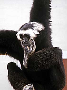 Pileated gibbon (Hylobates pileatus)