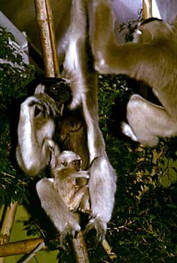 Pileated gibbon (Hylobates pileatus)