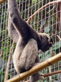 Pileated gibbon (Hylobates pileatus)