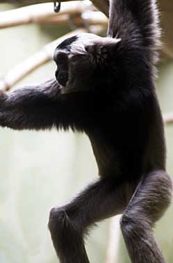 Pileated gibbon (Hylobates pileatus)