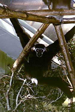 Pileated gibbon (Hylobates pileatus)