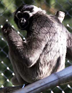 Pileated gibbon (Hylobates pileatus)