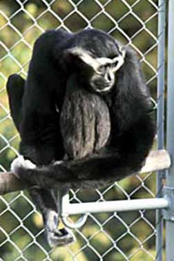 Pileated gibbon (Hylobates pileatus)