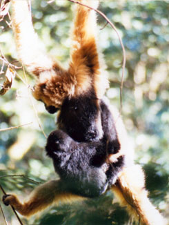 Black crested gibbon (Nomascus concolor)