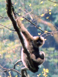 Black crested gibbon (Nomascus concolor)