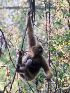 Black crested gibbon (Nomascus concolor)