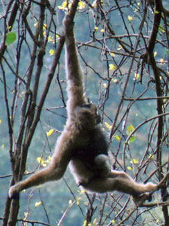 Black crested gibbon (Nomascus concolor)