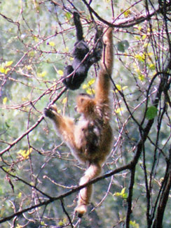 Black crested gibbon (Nomascus concolor)